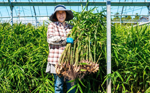 まだと切れぬ初恋の味『初恋ほのか』premium：B120-028