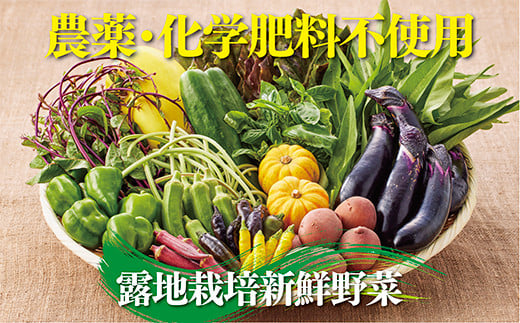 佐賀産季節の旬野菜15種類（農薬・化学肥料不使用）：B150-008