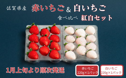 佐賀県産いちご 赤いちご白いちご 紅白セット：B140-084