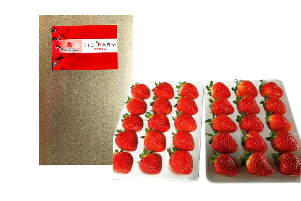 極上のいちごさん ITOFARM 苺 佐賀県産 イチゴ フルーツ 果物 ：B240-016