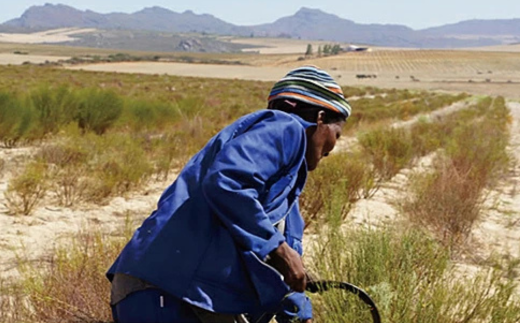 オーガニック グリーンルイボスティー（2個セット）：B110-023