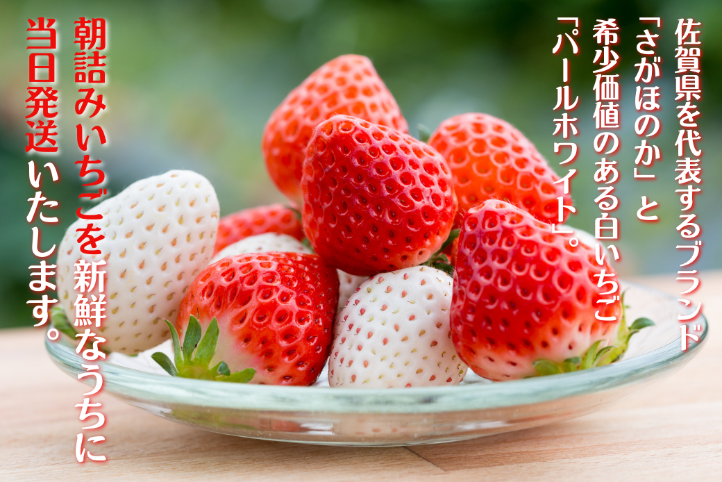 佐賀県産いちご さがほのか＆パールホワイト 紅白セット：B140-008