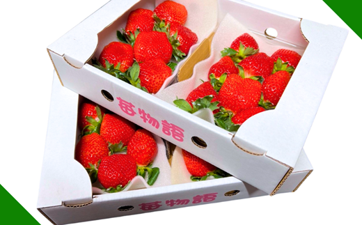 佐賀県産 いちご「かおりの」（250g×4パック）：B110-046