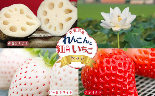 佐賀県産 れんこんと紅白いちごのセット：B240-008