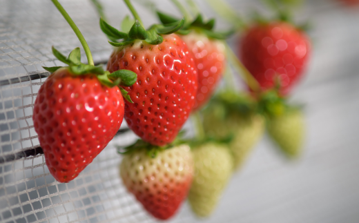 佐賀県産 いちごさん 240g×4パック：B145-012