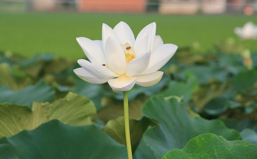 先行受付開始！佐賀県産 れんこんと紅白いちごのセット①【2027年1月から順次発送】さがほのか パールホワイト 苺 いちご イチゴ 蓮根 レンコン れんこん：B240-008