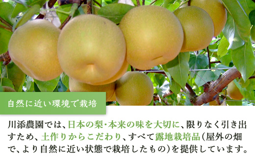 險ウ縺ゅj 莉翫′鬟溘∋鬆 迚ケ譬ス 譌ャ縺ョ譴ィ5kg縲諢帛ョ墓「ィ縲譫懃黄 繝輔Ν繝シ繝 縺上□繧ゅョ