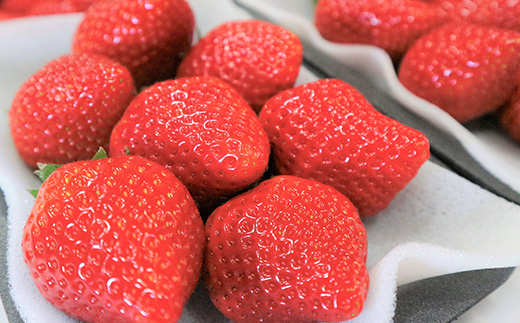 『先行予約』【令和8年4月より順次発送】唐津産 いちごさん 約250g×12パック(合計約3kg) 濃厚いちご 苺 イチゴ 果物 フルーツ