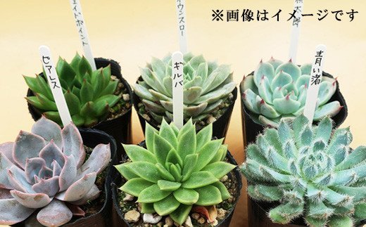 多肉植物エケベリア12ポット おまかせセット アソート 観葉植物