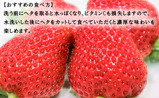 『先行予約』【令和7年3月より順次発送】濃厚苺 さちのか 250g×2パック(合計500g) 濃厚いちご 苺 イチゴ 果物 フルーツ ビタミン
