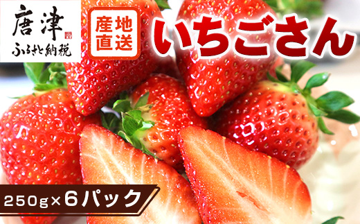 『先行予約』【令和9年3月より順次発送】唐津産 いちごさん 約250g×6パック(合計約1.5kg) 濃厚いちご 苺 イチゴ 果物 フルーツ