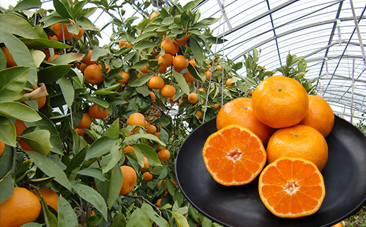 『先行予約』【令和8年7月上旬より順次発送】【全国出荷量1位】佐賀県ハウスみかん 1.8kg 高級甘熟みかん 果物フルーツ 柑橘