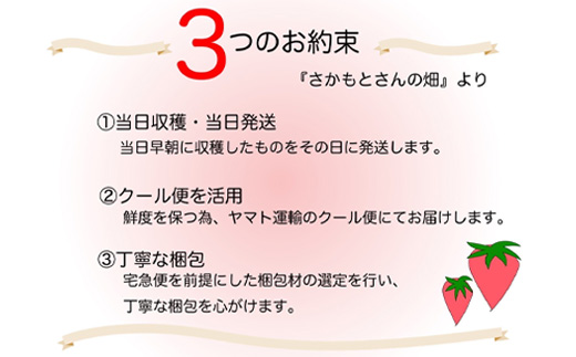 『先行予約』【令和7年3月より順次発送】唐津産 いちごさん 250g×4パック(合計1kg) 濃厚いちご 苺 イチゴ 果物 フルーツ