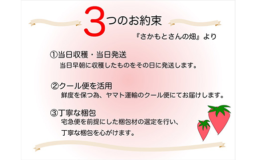 『先行予約』【令和7年9月中旬より順次発送】シャインマスカット2kg 3房～4房 葡萄 ぶどう 果物 フルーツ スイーツ