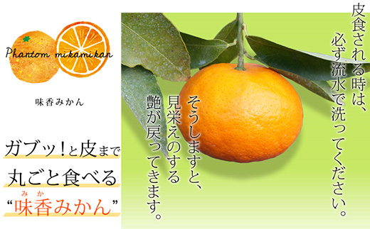 『先行予約』【令和7年2月上旬発送】果皮も丸ごとガブッ！味香みかん 10kg 新種のミカン フルーツ 果物 デザート 柑橘