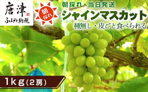 『先行予約』【令和8年9月上旬より順次発送】シャインマスカット1kg 2房 葡萄 ぶどう 果物 フルーツ スイーツ