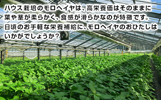 『先行予約』【12月上旬より順次発送】冬穫れハウスモロヘイヤ 100g×10袋 ネバネバ 高栄養価（βカロテン/各種ビタミン/カルシウム/カリウム/葉酸など) 定番おひたし 和洋中の各種スープ 色んなお料理のソースにも 野菜 ねばねば