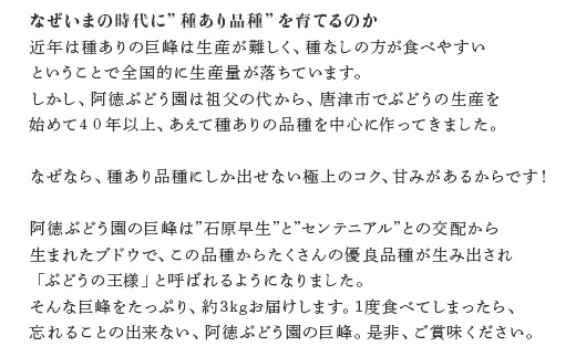 『先行予約』【令和7年7月上旬発送】唐津市産種あり大粒「巨峰」約3kg(5～8房) ぶどう ブドウ 果物 フルーツ ギフト