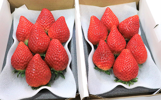 『先行予約』【令和8年4月より順次発送】唐津産 いちごさん 約250g×12パック(合計約3kg) 濃厚いちご 苺 イチゴ 果物 フルーツ