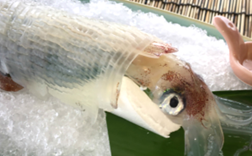 いか活造り1杯といか白子しゅうまい 刺身 惣菜 簡単 ギフト 冷凍