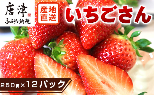『先行予約』【令和8年4月より順次発送】唐津産 いちごさん 約250g×12パック(合計約3kg) 濃厚いちご 苺 イチゴ 果物 フルーツ