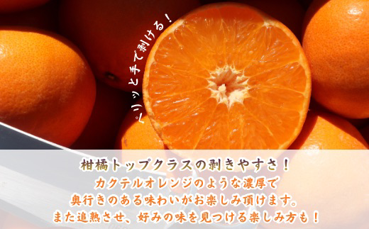 『予約受付』【令和9年1月下旬より順次発送】農家直送！施設育ちの希少柑橘 麗紅(箱込み2.5kg) みかん ミカン 蜜柑 柑橘 ハウス栽培