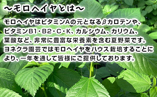『先行予約』【12月上旬より順次発送】冬穫れハウスモロヘイヤ 100g×10袋 ネバネバ 高栄養価（βカロテン/各種ビタミン/カルシウム/カリウム/葉酸など) 定番おひたし 和洋中の各種スープ 色んなお料理のソースにも 野菜 ねばねば