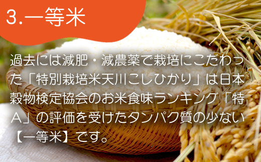 『先行予約』【令和6年産】特別栽培米 【一等米】 唐津市天川産 こしひかり 5kg 減肥減農薬で育てた特別栽培米をお届け たんぱく質が少なく食味が良いお米