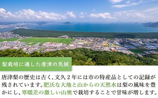 『予約受付』今が食べ頃 特栽 旬の梨5kg【令和6年の夏ごろの発送】