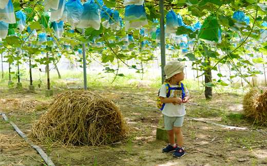 『先行予約』【令和8年9月上旬より順次発送】シャインマスカット2kg 3房～4房 葡萄 ぶどう 果物 フルーツ スイーツ