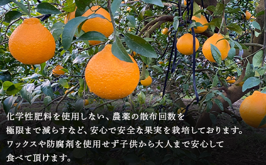 『予約受付』【令和7年1月中旬発送】佐賀県唐津産 不知火(琥珀) デコポン でこぽん ミカン みかん 柑橘 フルーツ 果物