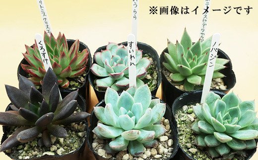 多肉植物エケベリア12ポット おまかせセット アソート 観葉植物 癒し「2024年  令和6年」|JALふるさと納税|JALのマイルがたまるふるさと納税サイト