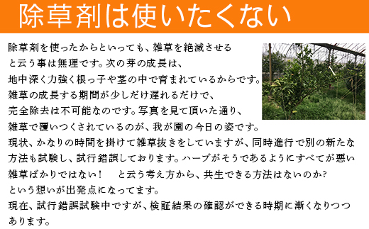 『先行予約』【令和7年2月上旬発送】果皮も丸ごとガブッ！味香みかん 5kg 新種のミカン フルーツ 果物 デザート 柑橘