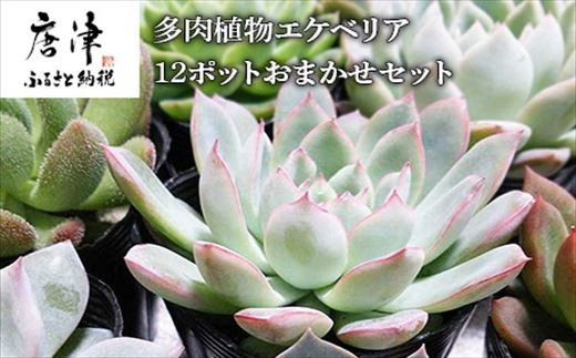 多肉植物エケベリア12ポット おまかせセット アソート 観葉植物 癒し「2024年 令和6年」