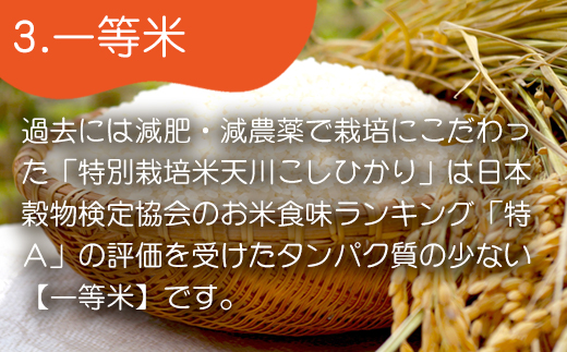 『先行予約』【令和6年産】特別栽培米 【一等米】 唐津市天川産 こしひかり 5kg×2 (合計10kg) 減肥減農薬で育てた特別栽培米をお届け たんぱく質が少なく食味が良いお米