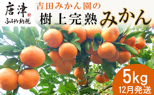 『先行予約』【12月発送】吉田みかん園の樹上完熟みかん 5kg 柑橘 ミカン 蜜柑 フルーツ 果物