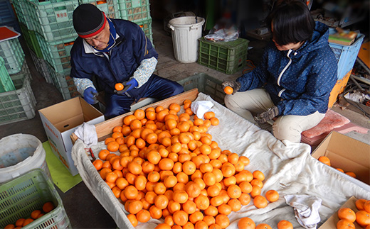 『先行予約』【12月発送】吉田みかん園の樹上完熟みかん 10kg 柑橘 ミカン 蜜柑 フルーツ 果物