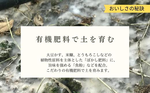 『先行予約』【令和7年6月上旬発送】夏の極上ハウスみかん「夏織」箱込10kg 〜海と空と、みかん〜　甘くてとろける夏の果物 ミカン フルーツ 柑橘