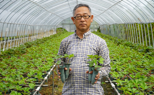 『先行予約』【令和8年9月上旬より順次発送】シャインマスカット2kg 3房～4房 葡萄 ぶどう 果物 フルーツ スイーツ