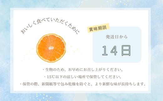 『予約受付』【令和7年2月上旬発送】唐津産ハウス育ち「麗紅」箱込10kg 〜海と空と、みかん〜 ミカン 果物 フルーツ 柑橘 ギフト