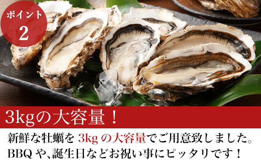 『先行予約』【令和7年1月10日から発送】いろは島の料理長が厳選！唐津産 牡蠣3kg ナイフ 軍手付 (加熱用殻付き) かき カキ 殻付き牡蠣 養殖 まがき 貝 海鮮 シーフード