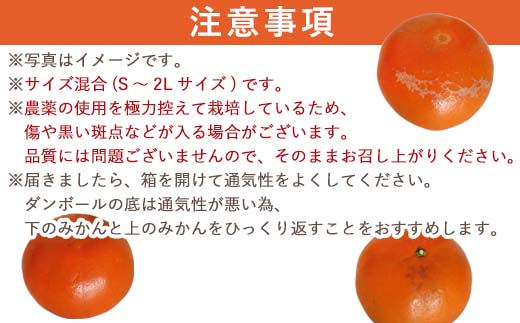 『予約受付』【令和7年1月下旬発送】麗紅(れいこう) ハウス栽培 唐津産 2.5kg 混合サイズ みかん 蜜柑 柑橘 果物 フルーツ