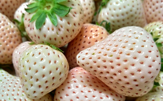 雪うさぎ(白いちご)フルーツクーベルチュールチョコレート40g+カカオニブス60g/無添加 糖質カット 乳不使用 プラントベース グランポワール