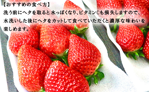 『先行予約』【令和7年3月より順次発送】唐津産 いちごさん 250g×4パック(合計1kg) 濃厚いちご 苺 イチゴ 果物 フルーツ