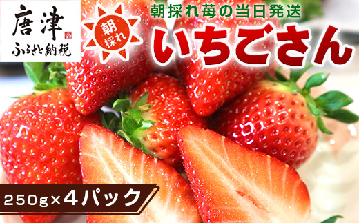 『先行予約』【令和7年3月より順次発送】唐津産 いちごさん 250g×4パック(合計1kg) 濃厚いちご 苺 イチゴ 果物 フルーツ