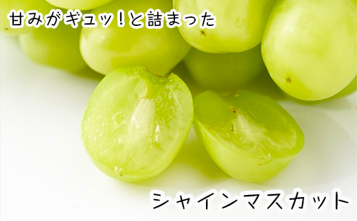 甘みがギュッ!と詰まったシャインマスカット 2kg (約3～5房) 化粧箱 フルーツ 果物 ギフト