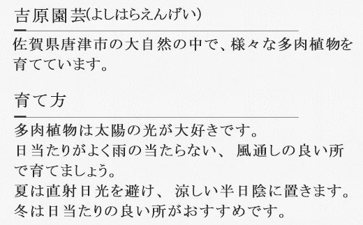 多肉植物エケベリア12ポット おまかせセット アソート 観葉植物 癒し「2024年 令和6年」