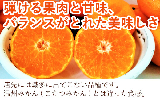 『予約受付』口之津(くちのつ)39号みかん (ハウス栽培) 唐津産 3kg【令和7年1月下旬発送】浜王(はまおう) フルーツ 果物 柑橘 かんきつ