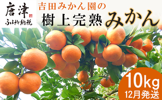 『先行予約』【12月発送】吉田みかん園の樹上完熟みかん 10kg 柑橘 ミカン 蜜柑 フルーツ 果物