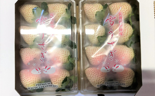 『予約受付』【令和7年2月中旬発送】唐津産 白いちご「雪うさぎ」苺 イチゴ 希少 果物 フルーツ ハマファーム